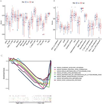 m7G-related lncRNAs are potential biomarkers for predicting prognosis and immune responses in patients with oral squamous cell carcinoma